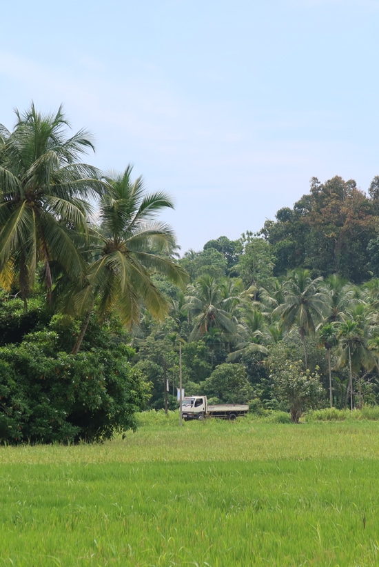 negombo groene velden
