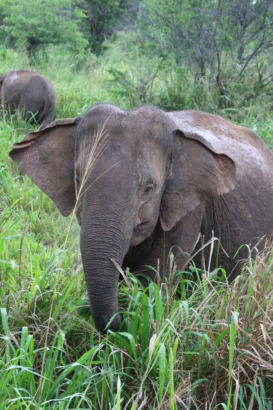 sigiriya olifant