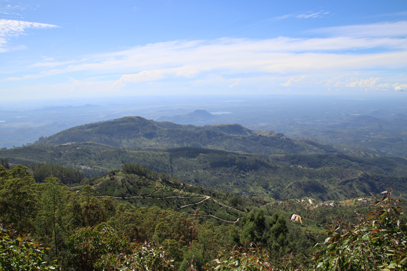 ella lipton view point