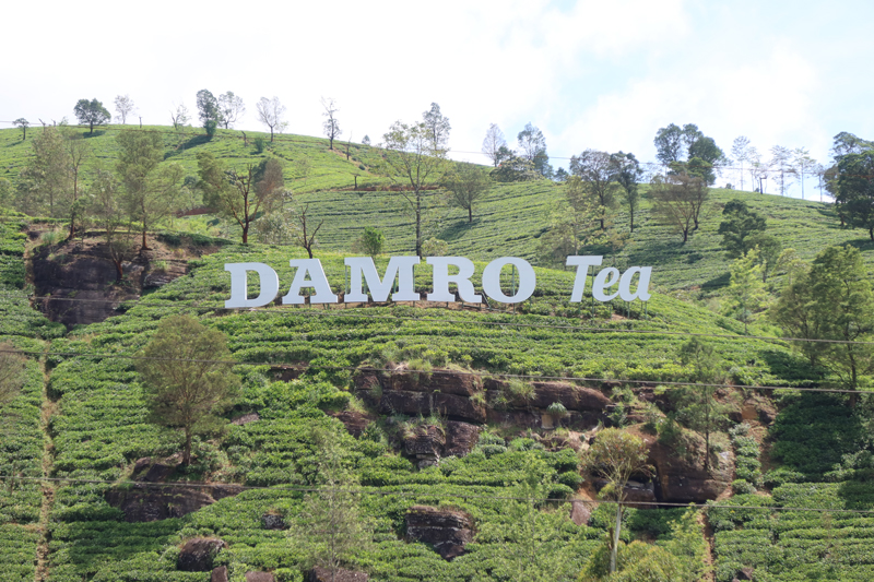 nuwara eliya tee plantage1