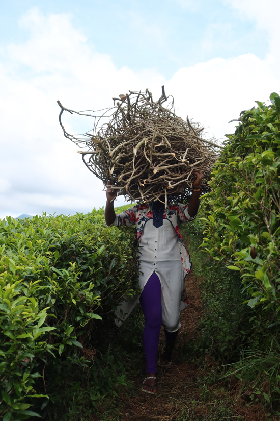 nuwara eliya tee plantage2