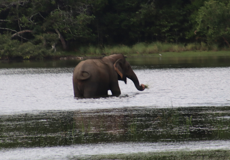 willpatu national park olifant1