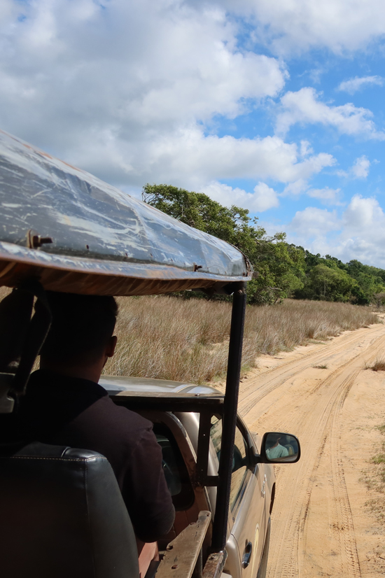 wilpattu national park