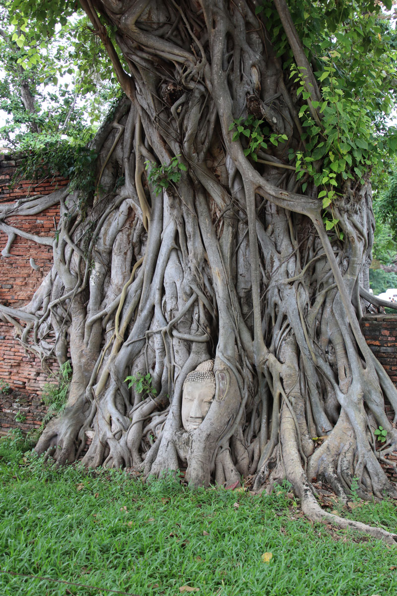 ayutthaya dagtrip wat maha that hoofd1