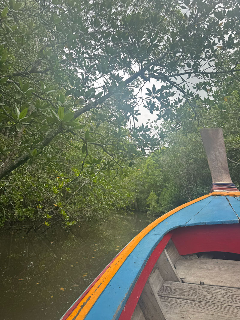 koh lanta mangrove