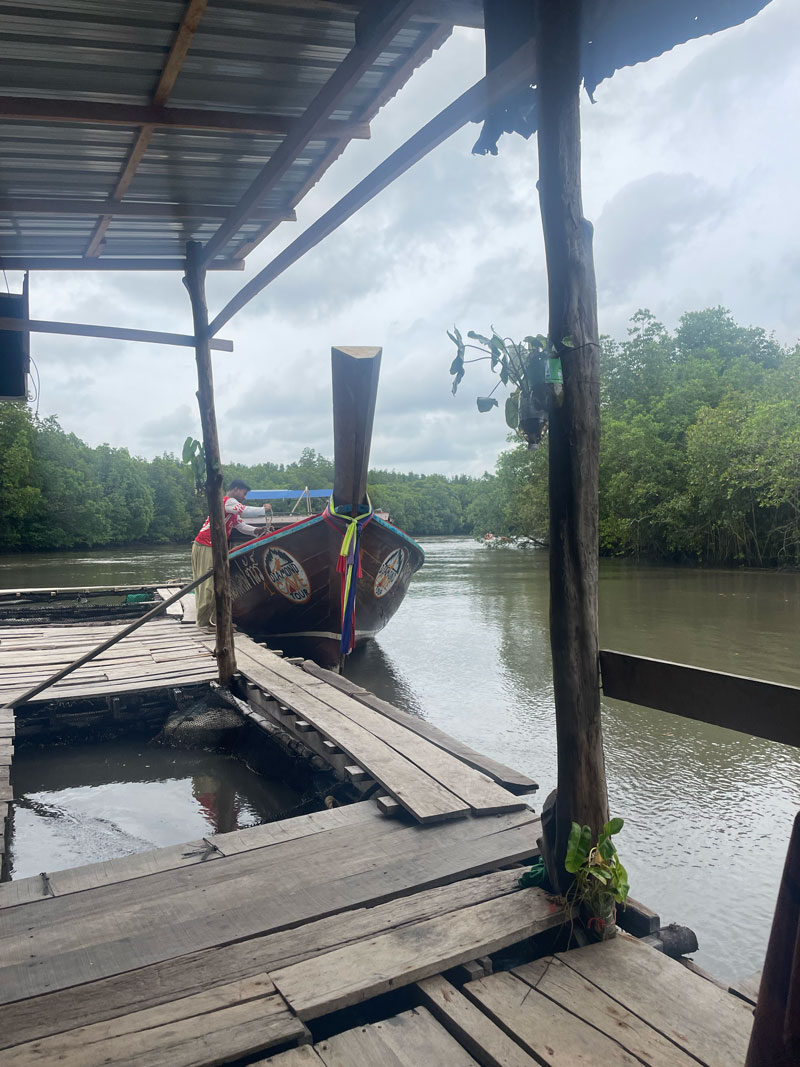 koh lanta mangrove1